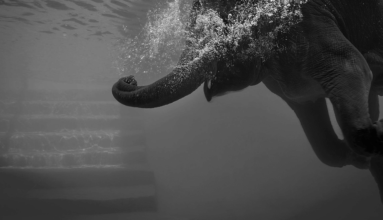 Elephantlogic